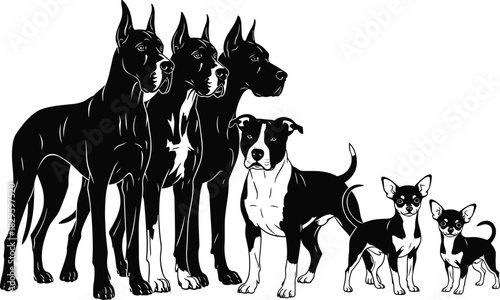 Dogs lineup illustration, black and white vector, Great Dane, Pitbull, Chihuahua, different sizes and breeds, isolated on white background.