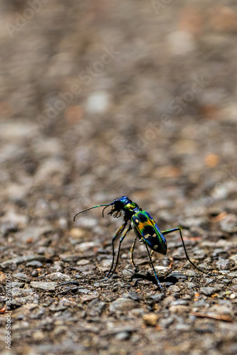 Macro shot of a colorful tiger beetle walking on asphalt