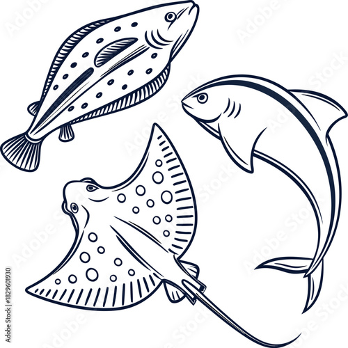 Three marine animals flatfish shark stingray line art