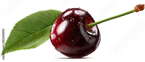 Isolated dark red cherry with water droplets and green leaf on white background
