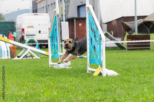 Border Terrier in agility competition. Border Terrier jumping over an obstacle.