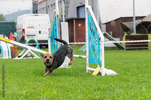 Border Terrier in agility competition. Border Terrier jumping over an obstacle.
