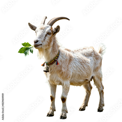 Cream-colored goat with horns eating a leaf isolated on black