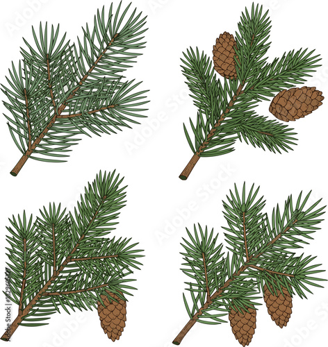 Create a set of different christmas tree branches pine, fir, spruce tree vector art with white background.