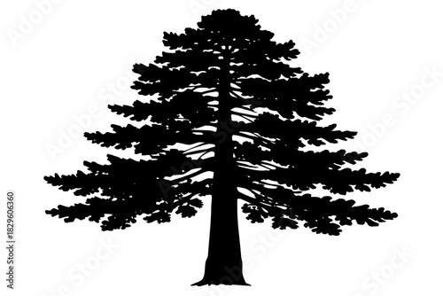 Black silhouette of a tall evergreen tree with dense foliage on a white background conifer pine