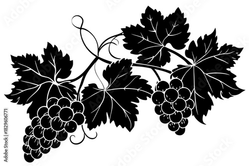 Black silhouette of grape clusters and leaves on vine grapes vineyard