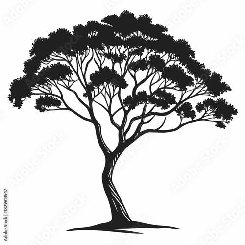 A striking black silhouette of a mature acacia tree with a wide canopy and intricate branches against a clean white background