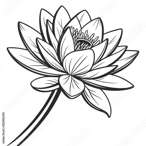 Elegant black and white line art illustration of a beautiful water lily flower with delicate petals and a central stamen isolated on a white background symbolizing purity and tranquility in nature