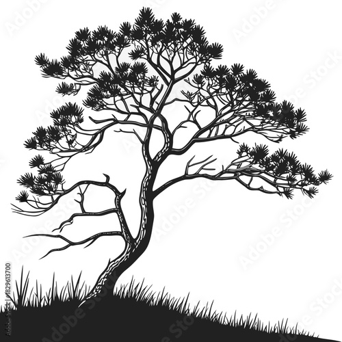 A solitary pine tree silhouette with intricate branches and needle like foliage stands on a grassy hill against a stark white background
