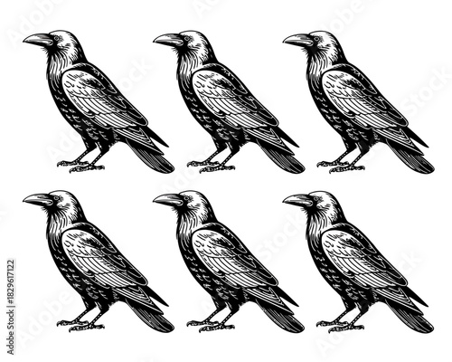 Six black ravens in a repeating pattern illustration