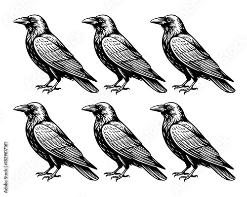 Six black crows in a woodcut style illustration on a white background