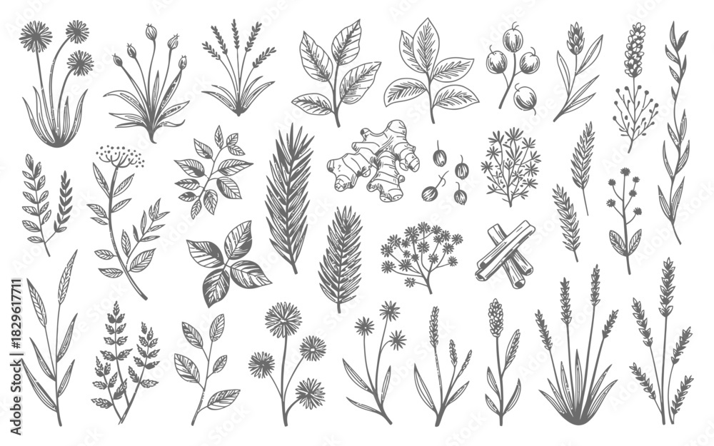 Fototapeta premium Collection of hand drawn botanical elements and herbs