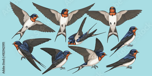 Barn swallow, flying bird, perched swallow, forked tail, plumage detail, elegant flight, bird illustration, flat vector illustration