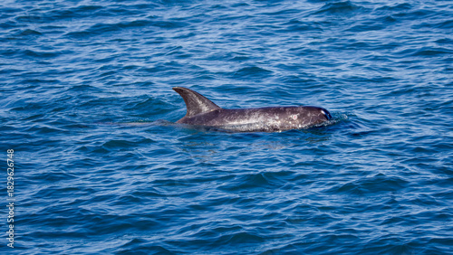 Photography Risso's Dolphins in Hualien, Taiwan