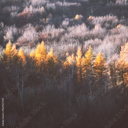 autumn forest in the morning
