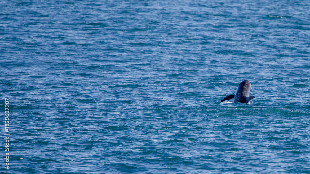Fototapeta premium Risso's dolphine in Hualien, Taiwan