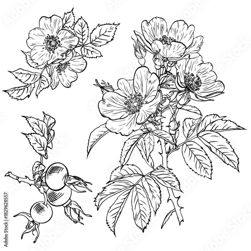 Botanical hip rose flower digital vector art. Line set of rose hip flowers and leaves, digital art floral illustration isolated on a transparent background.