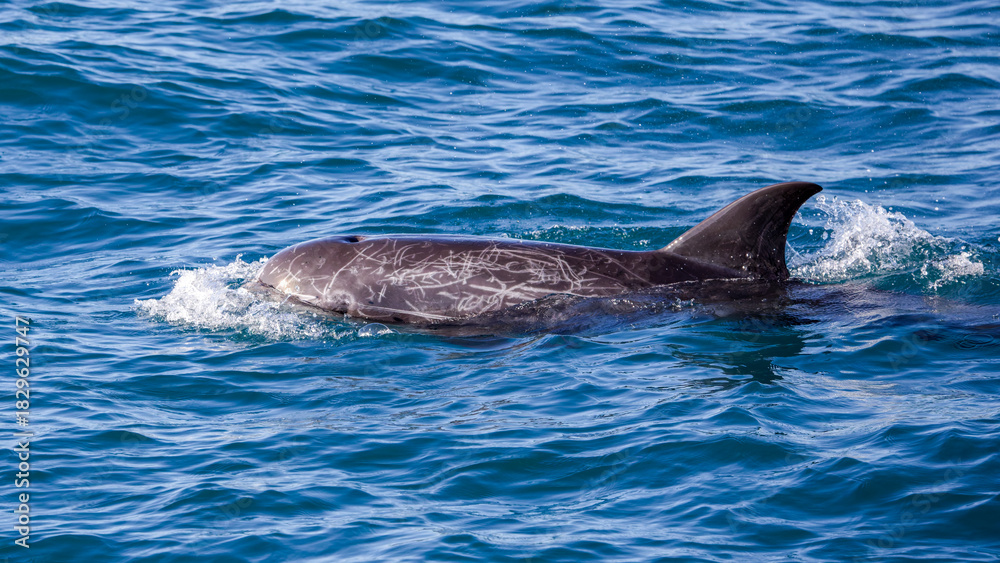 Fototapeta premium Risso's dolphine in Hualien, Taiwan