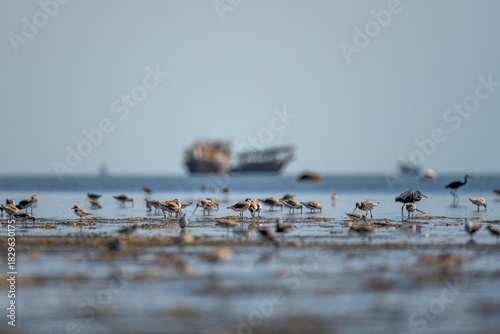 Εκτύπωση καμβά Wintering Waders and Shorebirds Flock on Intertidal Mudflats, Barr Al Hikman, Om