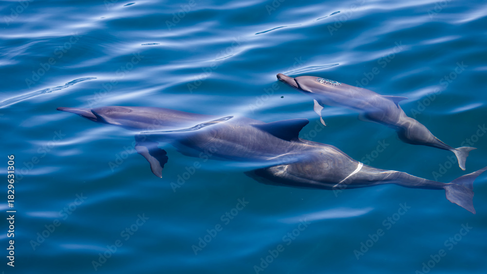 Fototapeta premium Spinner Dolphin in Hualien, Taiwan 