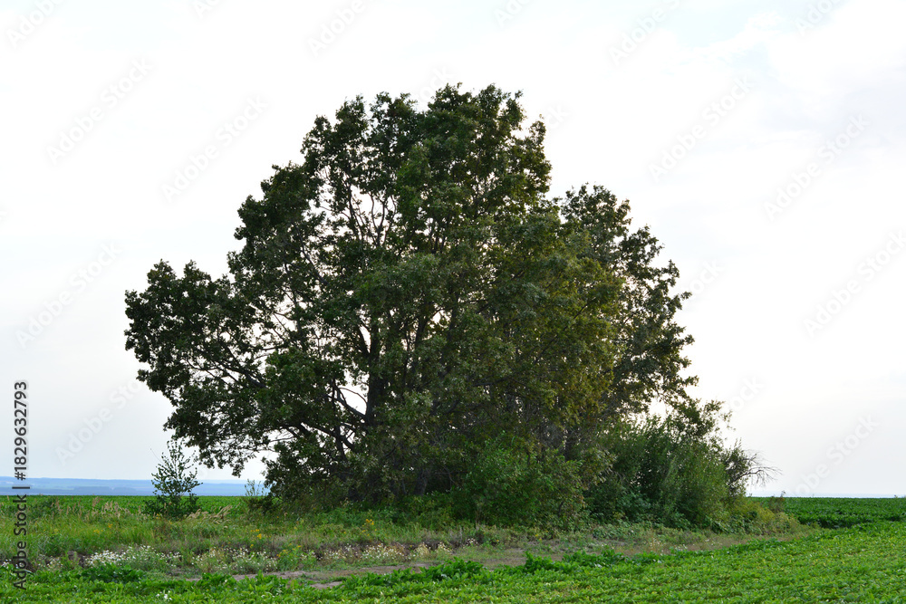 Obraz premium A small grove of trees in a vast green agricultural field under a bright sky