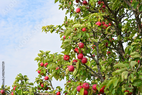 Ripe Red Apples Hanging on an Apple Tree blank space