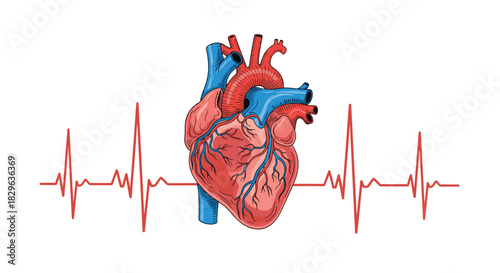 Illustration of a human heart with an electrocardiogram line symbolizing life and health.
