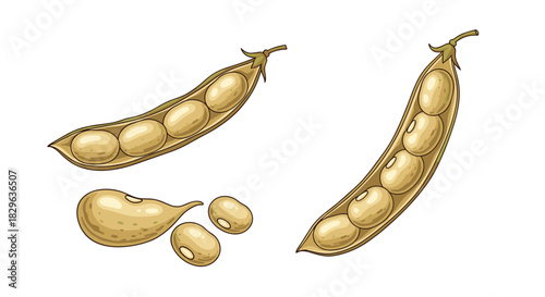 Illustration of soybeans in pods and shelled soybeans on a white background.