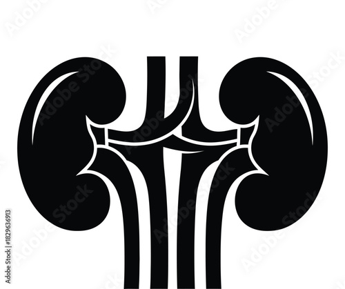 Anatomical kidney illustration black and white for medical or scientific use