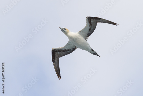 Foto flying gannet