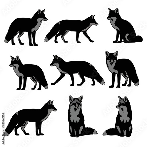Set of nine different poses of a black fox standing, sitting, and lying down, isolated on