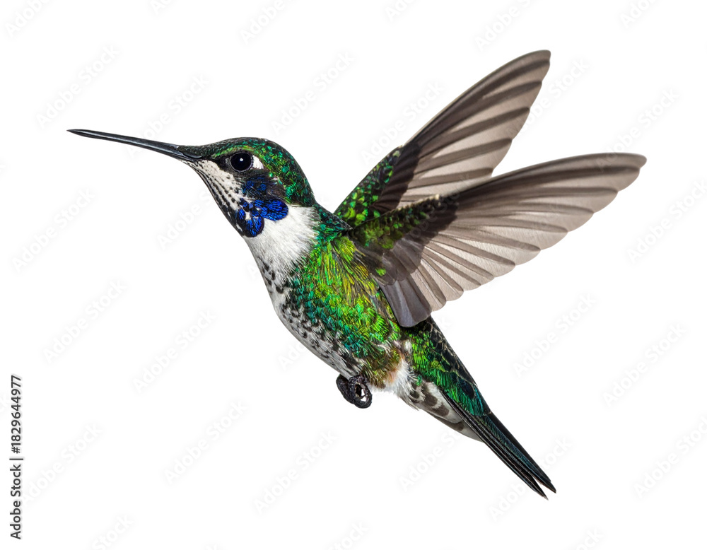 Fototapeta premium Vibrant Hummingbird Hovering in Mid-Air Isolated on White Background