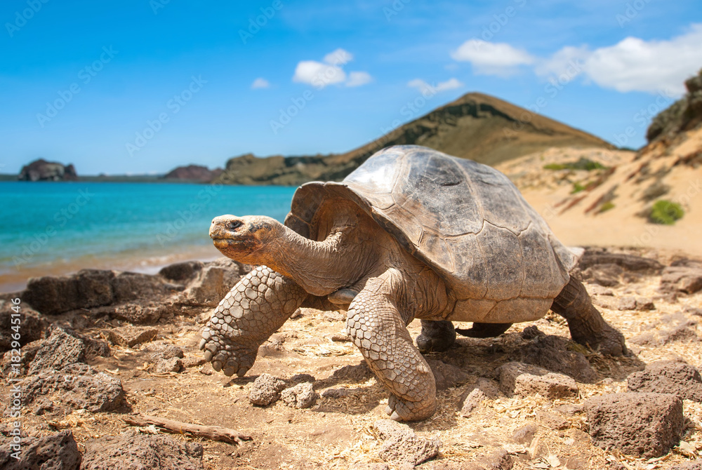 Naklejka premium Travel in Ecuador highlights a Galápagos giant tortoise walking along a rocky shore, showcasing wildlife exploration and unique island nature during an adventurous journey.