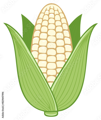 Fresh Corn Ear with Green Husk Illustration