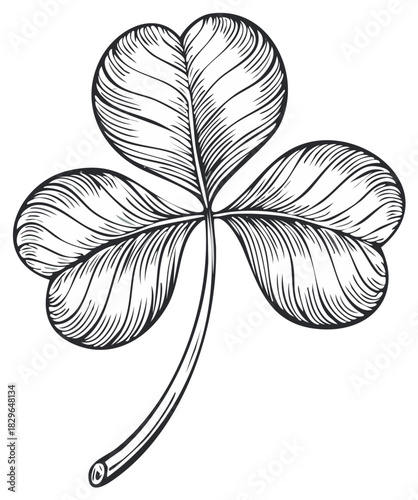 Detailed hand-drawn three-leaf clover illustration in vintage engraving style.