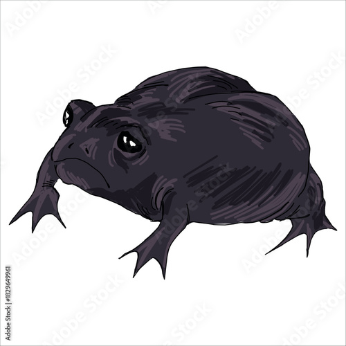 Funny Black rain frog. Breviceps fuscus. Colorful, vector illustration. Picturesque. Unique stylization. Print on sketchbooks, stickers, postcards, cups, clothes, posters. Biologic. For frog lovers.