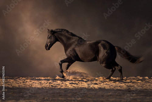 Stallion run free on dark