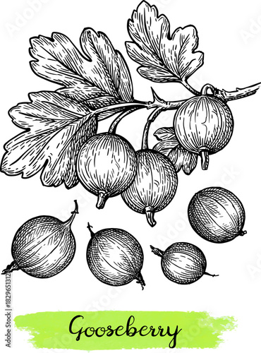 Gooseberries branch and berries ink sketch.