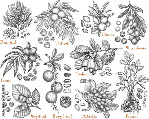 Set of ink-drawn nut illustrations with branches.