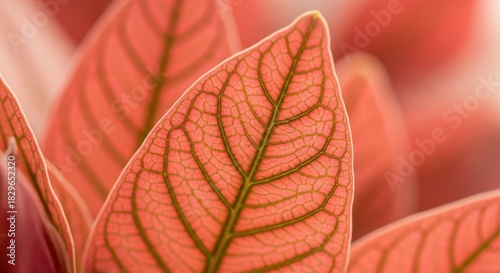 Close-up of vibrant pink leaf with intricate vein patterns