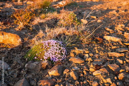 moss campion (Silene acaulis) in iceland