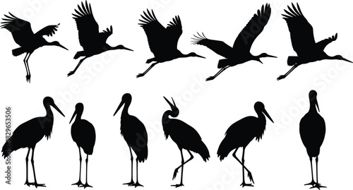 Black stork birds silhouettes set, detailed crane standing and flying poses collection, long legs beak wildlife elements, migratory wetland animals, vector illustration kit