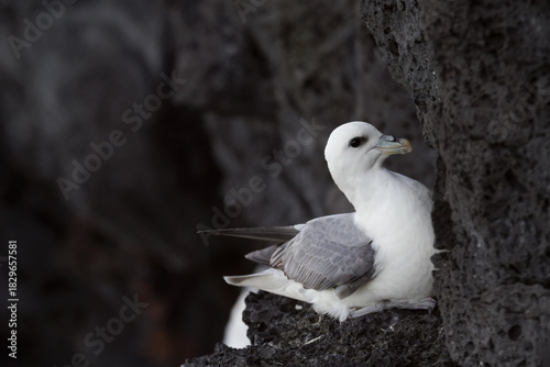 Tableau sur toile breeding northern fulmar on bird cliff in iceland