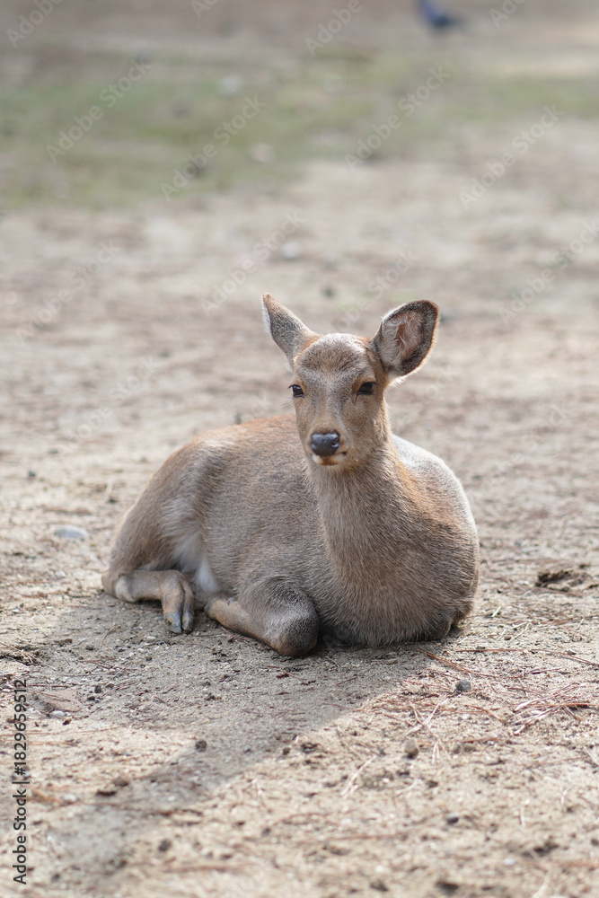 Fototapeta premium Ciervo sentado en el suelo relajado, foto en formato Vertical 