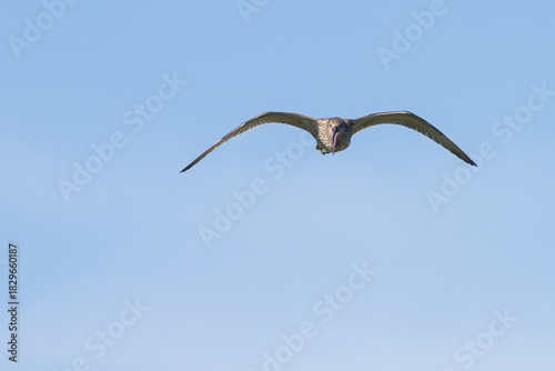 flying curlew