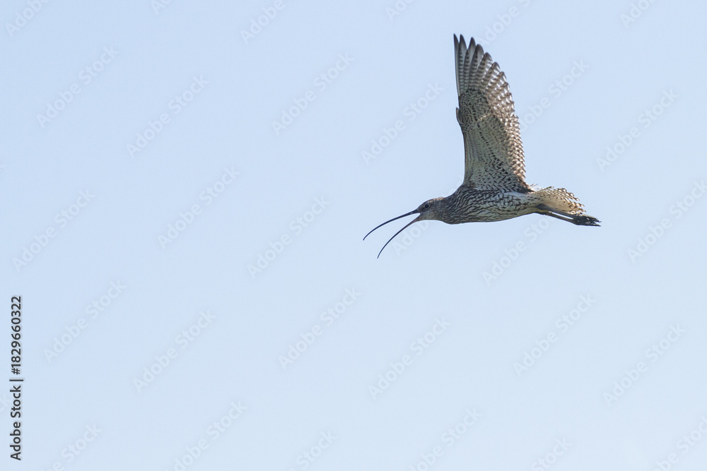 Obraz premium flying curlew