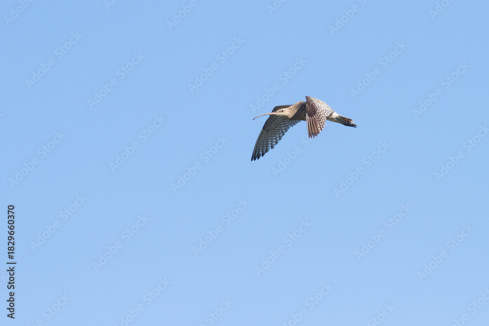 Obraz premium flying curlew