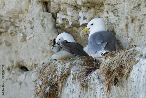 kittiwakes nesting on a cliff