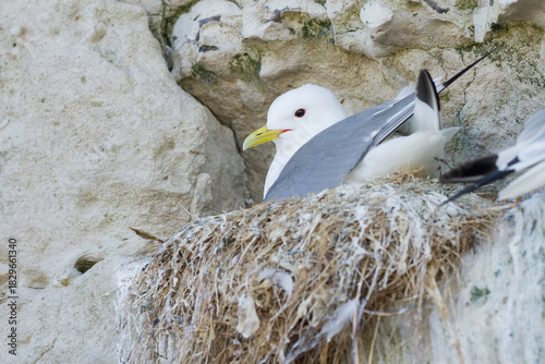 kittiwake nesting on a cliff