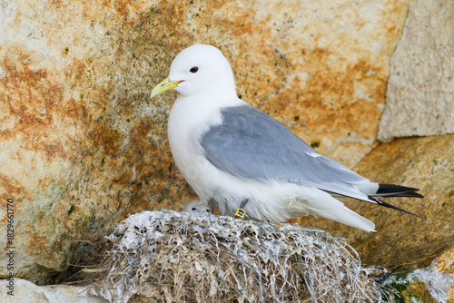 kittiwake with a chick in the nest on a cliff